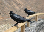 27945 Two black crows on railing.jpg